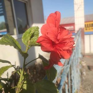 邯郸苗久斌头像