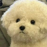 汤圆的花猪猪头像