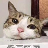 把光风交给霁月头像