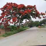 小艺快快飞头像