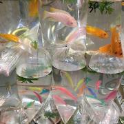 噼里啪啦331的个人资料头像