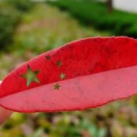 i与狼共舞头像