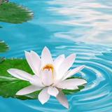 佛前那朵莲🌸头像