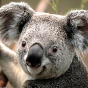 ztaintian的个人资料头像