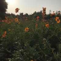 达尔文里的小小头像