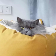 zanyc的个人资料头像