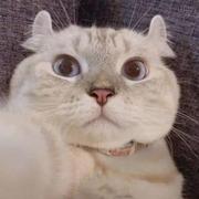 八一480的个人资料头像