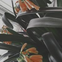 淸醒哒菰獨693头像