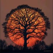 webcs的个人资料头像