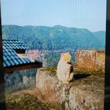 威高头像