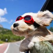 LYYY的个人资料头像