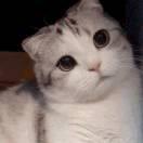 出其东门的个人资料头像