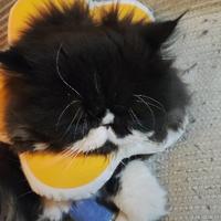 西九条莎罗头像