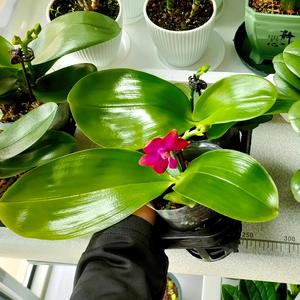 爱花改衣哥头像