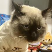 胡克大大的个人资料头像