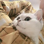 衬托同行的个人资料头像