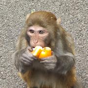 卡皮扒拉的个人资料头像