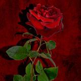 一点鸿托尼头像