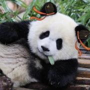 布岛翁的个人资料头像