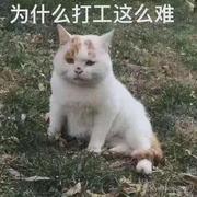 呢踏喵德的个人资料头像