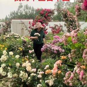 步岩中草药花园