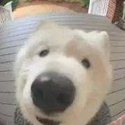 前端wsw的个人资料头像