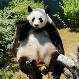 天津好猫头像