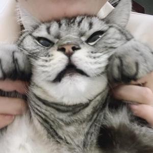 托尼的小跟班头像