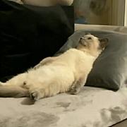 敲代码的喵酱的个人资料头像