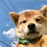 呦呵1532头像