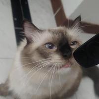 jojo诺巴拿拿头像