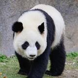 樽酒尊酒慰离颜头像