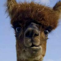 小王小王从不翻墙头像