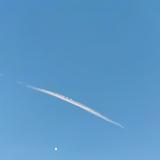 无双孔雀Cl头像