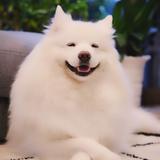 你好小迪2022头像
