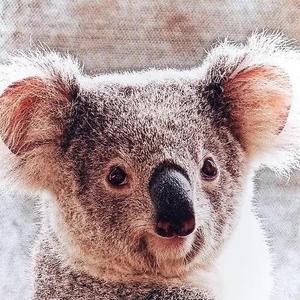 🐨考拉公子头像