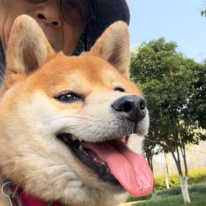 哈里和波特头像