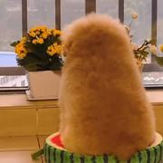 清凉的牙膏菌的个人资料头像