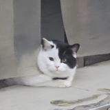 林肯海盗猫头像