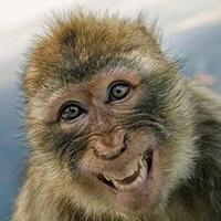 咯咯咯的没牙胖头像