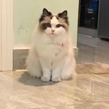 团子和panda头像