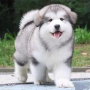 ROSS的个人资料头像