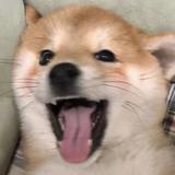 用户75392352头像