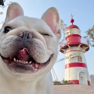 镜屿弓头像