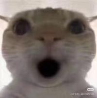 哈吉蜂鼠鼠头像