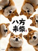 遇见小码的个人资料头像