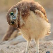 就是那样的个人资料头像