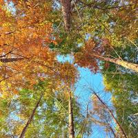 冬天的雪貂绒头像