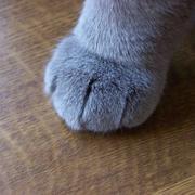 肥球丶的个人资料头像