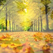 ZSX11231的个人资料头像